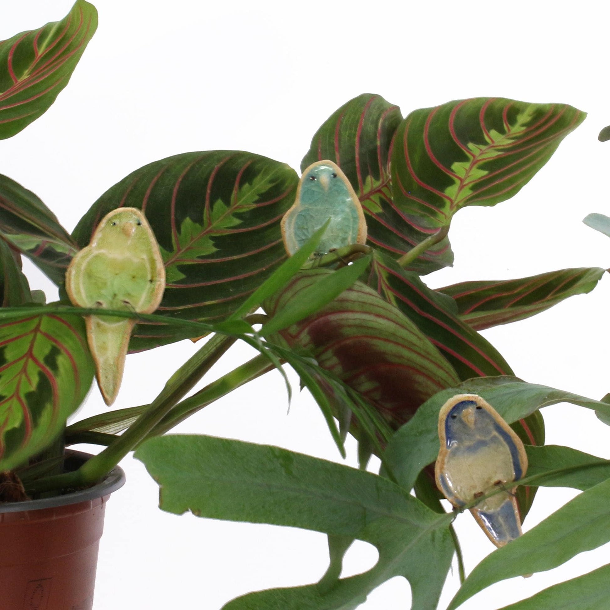 Budgie Plant Hugger Decorations | Gift Card | Letterbox Gift