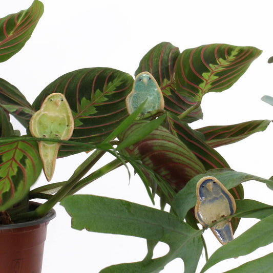 Budgie Plant Hugger Decorations | Gift Card | Letterbox Gift
